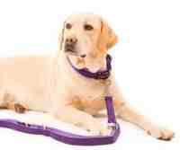 Professional Comfort Fuehrleine, Brombeer, Gr.200cm * 1.5cm